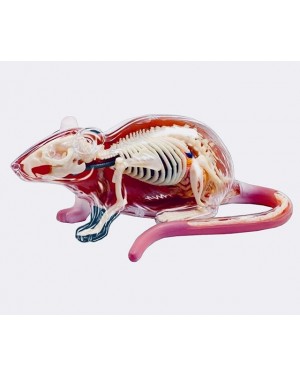 Anatomia do Rato com 32 Partes QC-26002