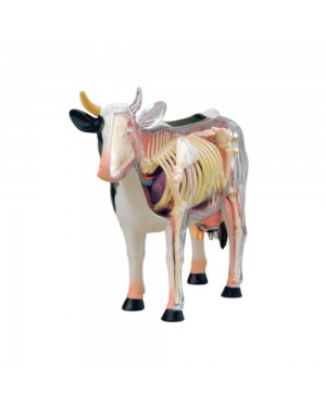 Anatomia da Vaca com 29 Partes QC-26100