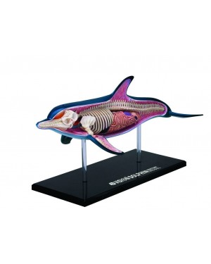 Anatomia do Golfinho com 18 Partes QC-26103