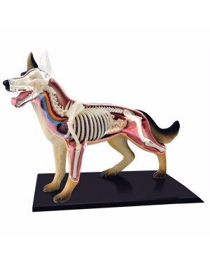 Anatomia Quebra Cabeça do Cachorro com 29 peças