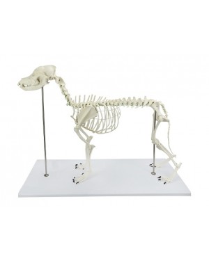Esqueleto de Cachorro de Porte Grande (Resina Plástica)  SD-9000