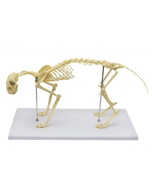 Esqueleto de Gato (Resina Plástica) SD-9200