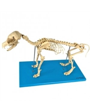 Esqueleto de Cachorro TGD-0601