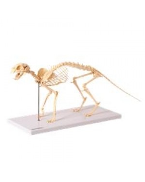 Esqueleto de Gato TGD-0602