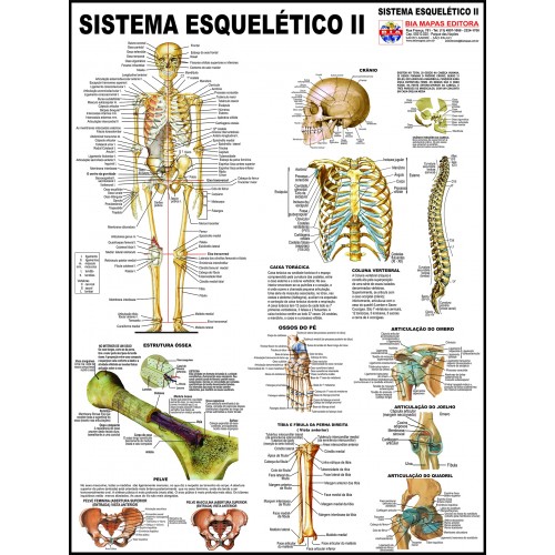 Poster Sistema Esquelético II 014