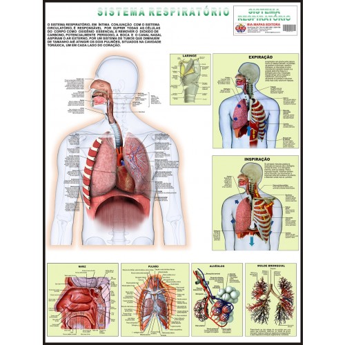 Poster do Sistema Respiratório 017