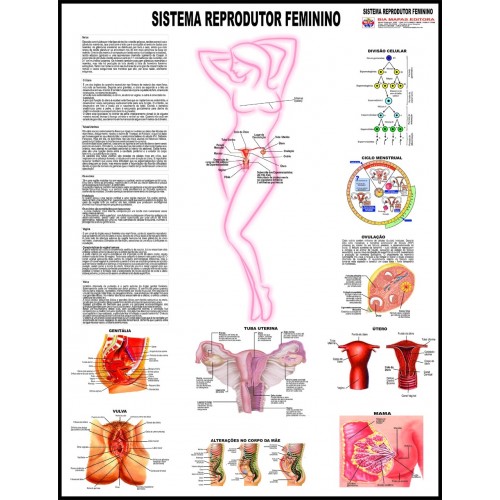 Poster do Sistema Reprodutor Feminino 024