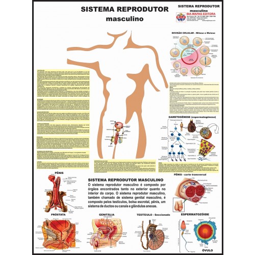 Poster do Sistema Reprodutor Masculino 025