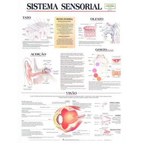 Poster do Sistema Sensorial 026