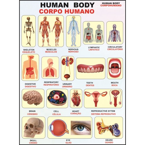Poster Corpo Humano Bilíngue  046