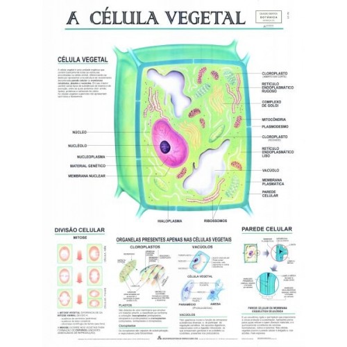 Poster A Célula Vegetal 075