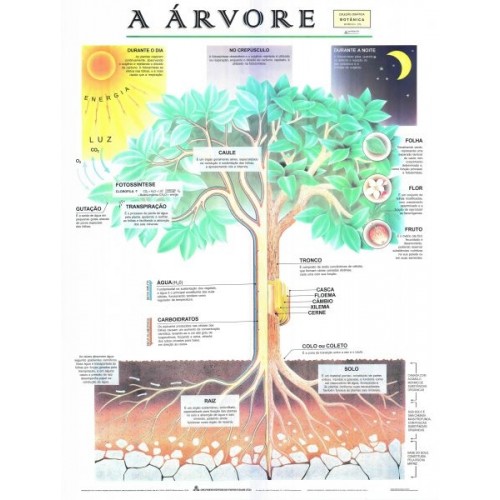 Poster A Árvore 076
