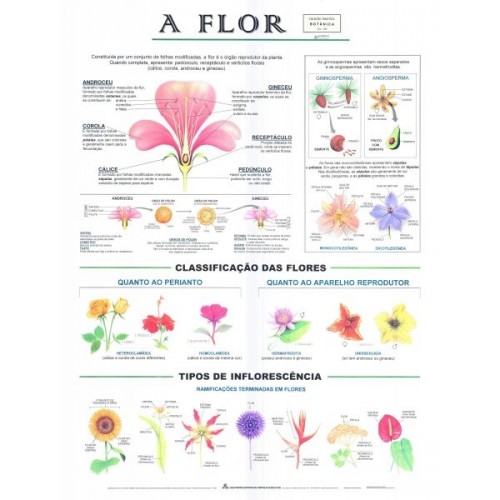 Poster A Flor 080