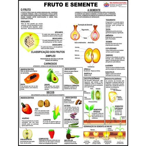 Poster Fruto e Semente 081