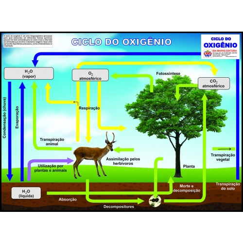 Poster Ciclo do Oxigênio 086