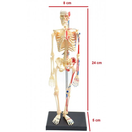 Esqueleto Muscular 46 Partes QC-26059