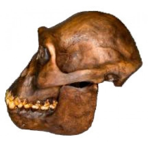 Crânio em Resina (Australopithecus Afarensis) BRH01 Bios Réplicas