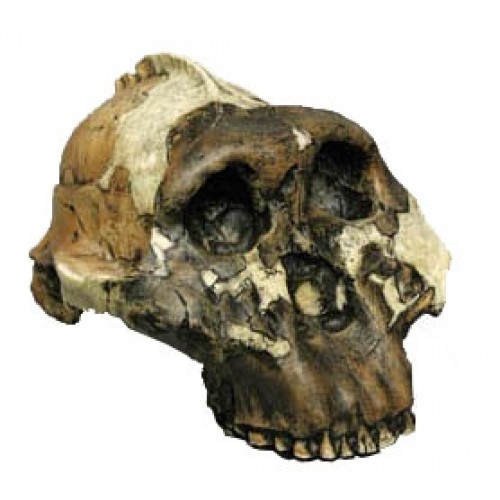 Crânio de Hominídeo - Paranthropus Boisei BRH11 Bios Réplicas