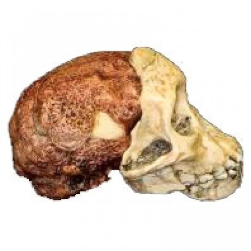 Crânio de (Australopithecus Africanus), Taung Child BRH02 Bios Réplicas