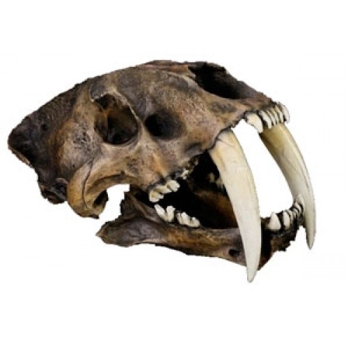 Crânio de Tigre Dentes de Sabre (Smilodon Fatalis) BRF04 Bios Réplicas