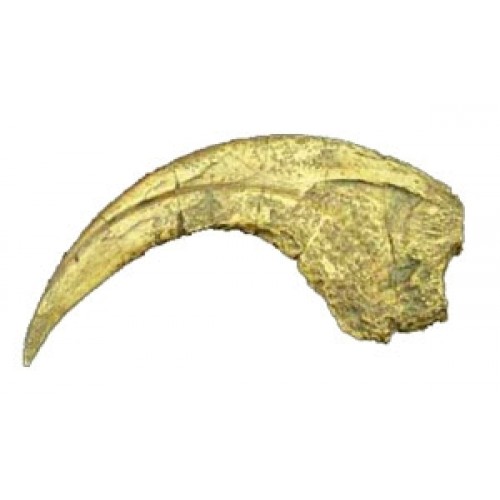 Garra de Dinossauro (Nothronychus Mckinleyi) BRF12 Bios Réplicas