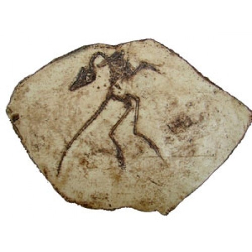 Réplica de Archaeopteryx BRF01 Bios Réplicas