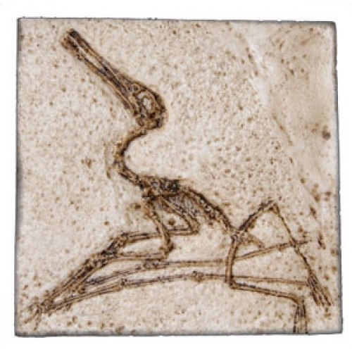 Fóssil de Pterodactylus elegans BRF21 Bios Réplicas