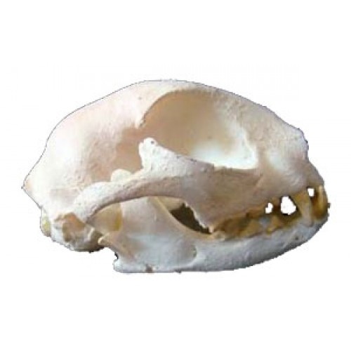 Crânio de Gato BRCM03 Bios Réplicas