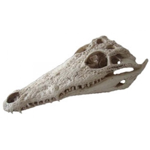 Crânio de Crocodilo do Nilo BRCR02 Bios Réplicas