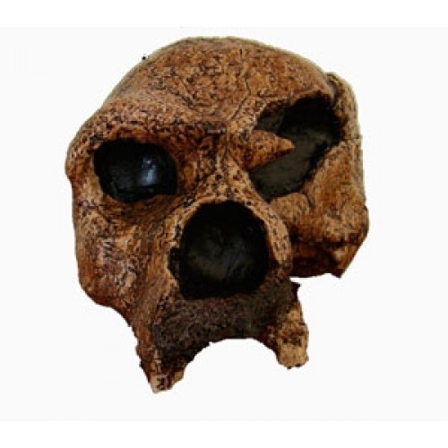 Crânio de (Homo Heidelbergensis) BRH08 Bios Réplicas