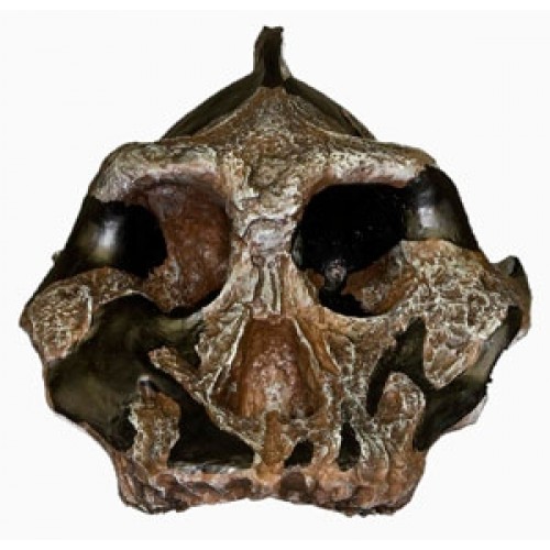Crânio de Hominídeo (Paranthropus Aethiopicus) BRH10 Bios Réplicas