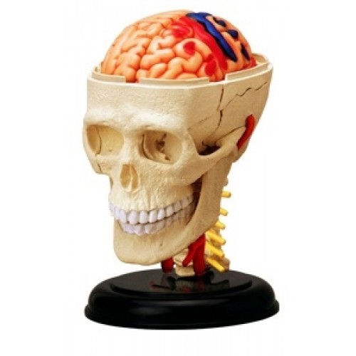 Crânio com Cérebro 39 Partes QC-26053