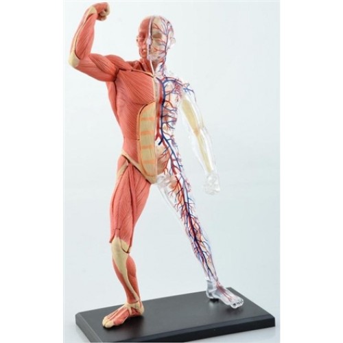 Esqueleto e Músculos 46 Partes QC-26058