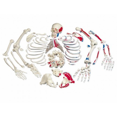 Esqueleto Completo Desarticulado com Origem e Inserção Muscular SD-5003/B