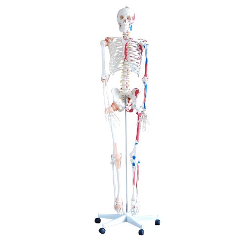 Esqueleto Humano 1,70cm Articulado e Muscular com Rodas COL 1101-A Coleman