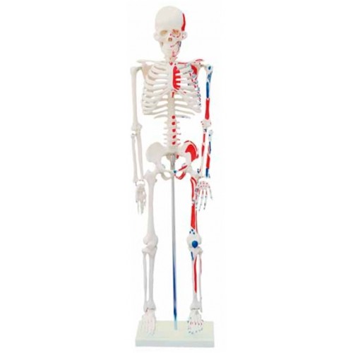Esqueleto Humano 85cm c/ Origens e Inserções Musculares COL 1102-C Coleman