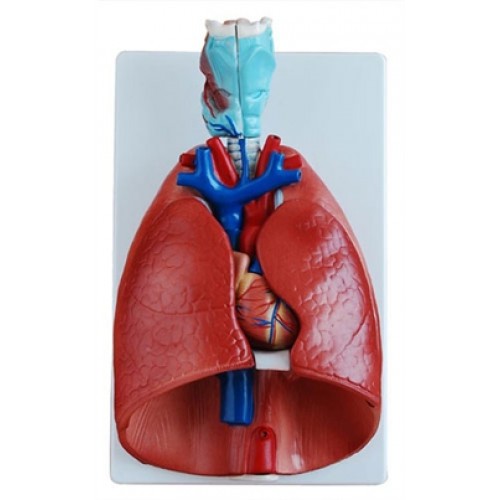 Sistema Respiratório Luxo 7 Partes COL 1320 Coleman