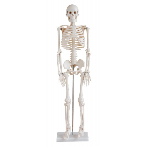 Esqueleto Humano 85cm com suporte COL 1102 Coleman
