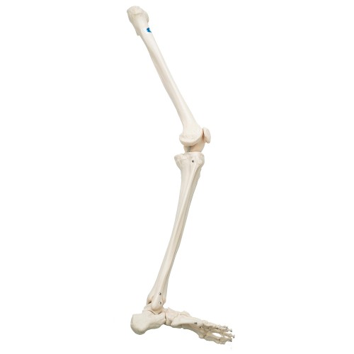 Esqueleto do Membro Inferior (Direito) COL 1122-D Coleman
