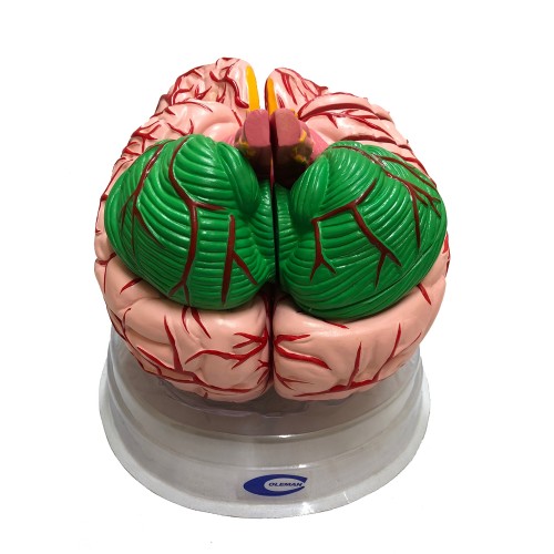Cérebro com Artérias Ampliado 12 Partes COL 1308-B Coleman
