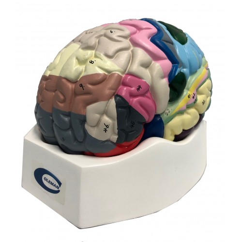 Cérebro Colorido com Região Funcional em 2 Partes COL 1308-F Coleman