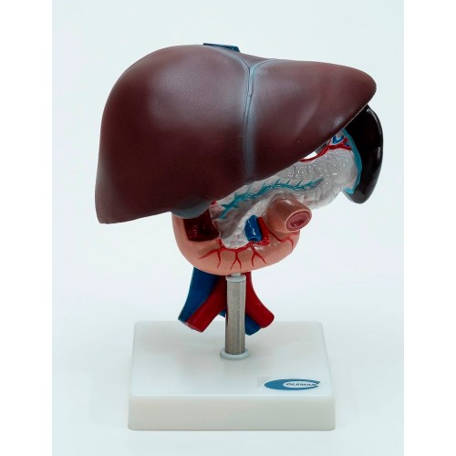 Fígado, Vesícula Biliar, Pâncreas, Duodeno e Baço COL 1311 Coleman