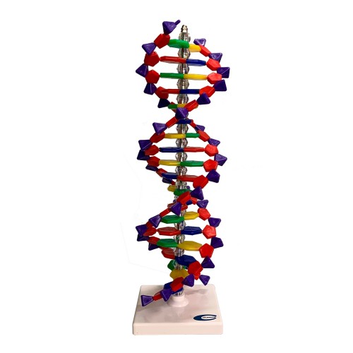 Dupla Hélice de DNA 40cm COL 1901-A Coleman