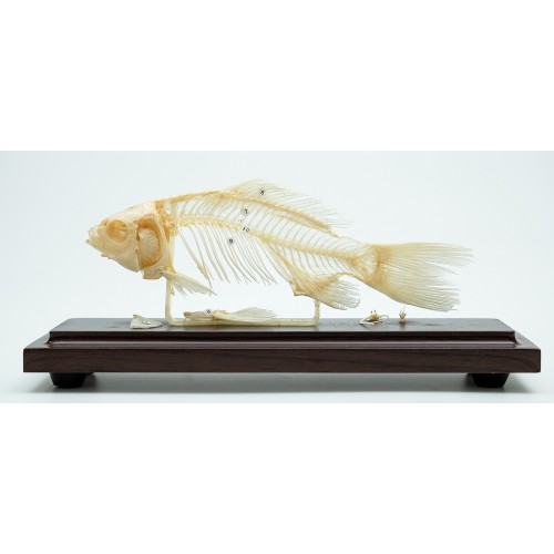 Esqueleto de Peixe COL 3655 Coleman