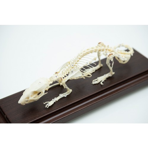 Esqueleto de Rato COL 3656 Coleman