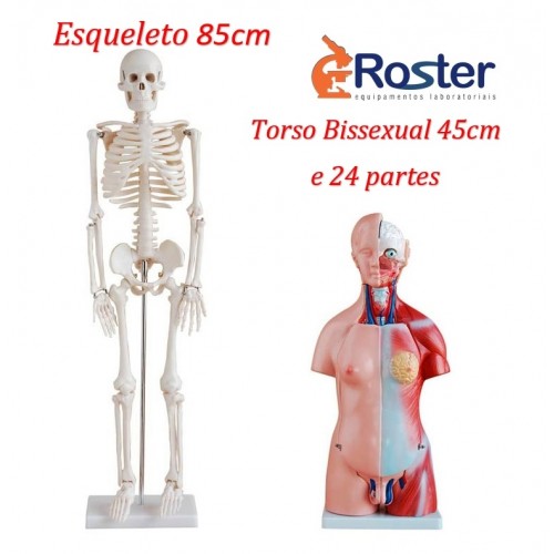 Esqueleto Humano 85 cm com Suporte + Torso Humano 45cm com 24 Partes KIT ESCOLAR I