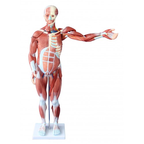 Figura Muscular Assexuado com órgãos 80cm 27 Partes COL 1334 Coleman