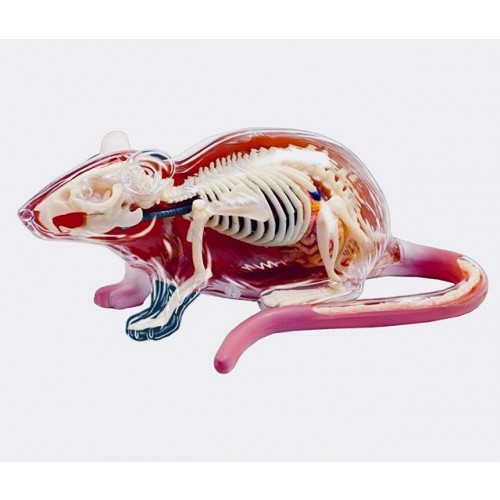 Anatomia do Rato com 32 Partes QC-26002