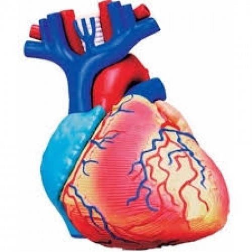 Anatomia do Coração com 31 Peças QC-26052