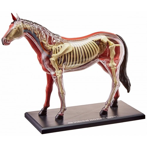 Anatomia do Cavalo com 26 Partes QC-26101